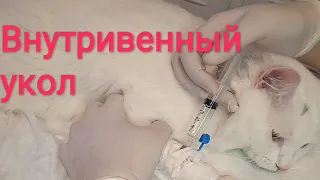 Как сделать коту внутривенный укол в установленный катетер💉😺