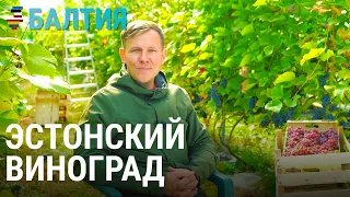 Как выращивают виноград на Севере | БАЛТИЯ