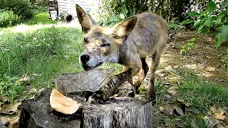 Mange Fox Caught on Trail Camera