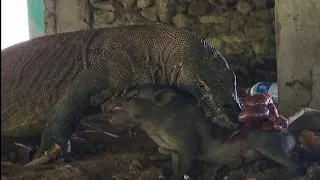 poor baby boar | swallow alive by komodo dragon