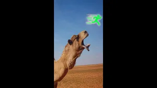 Camel dulla