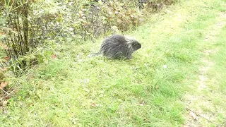 Porcupine Humming