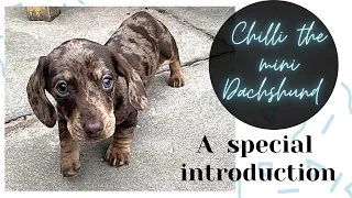 Bringing home our Miniature Dachshund puppy!