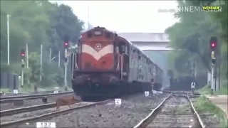 Animal vs Train - Animals Hit By Train Compilation