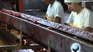 Proceso de Producción del tomate en lata