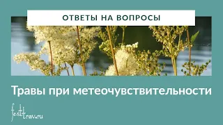 Как победить головную боль с помощью трав?