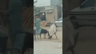 Hilarious conversation and love between Goat and farmer ❤️