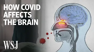 The Science Behind How the Coronavirus Affects the Brain | WSJ