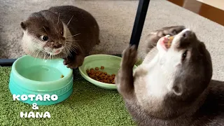 Otter Gets His Revenge For a Stolen Meal