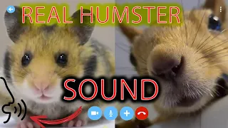 Hamster call squirrel meme | Like a hamster call meme 10 hours