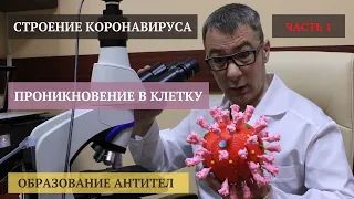 Строение Коронавируса, Образование Антител после Болезни или Вакцинации [ЧАСТЬ-1]