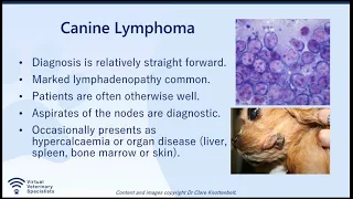 VVS Oncology Webinar - Canine Lymphoma: Next Steps with Dr Clare Knottenbelt.