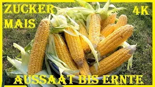 🌱🌽 Zuckermais anbauen im Garten 🌽 Einfache Anbauanleitung 🌽 Aussaat bis Ernte 🌽 Mais pflanzen