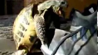 A Tortoise Humping a Shoe