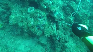 Florida Spiny Lobster Diving - The Lobsterminator!