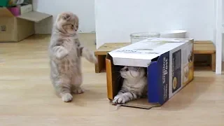 Kittens playing with box.[SURI&NOEL]