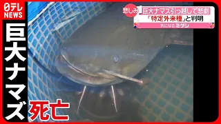 【悲しみ】水族館へ“引っ越し”のはずが…「巨大ナマズ」死亡