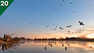 DECOYING Big Flocks Of MIGRATING DUCKS | Duck Hunting 2024