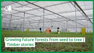 Growing future forests from seed to tree | Timber stories