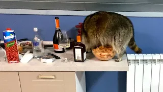 RACCOON SNUCK INTO THE KITCHEN AND STEALS KING PRAWNS