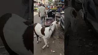 индийские козы вместо осла, indian goats instead of donkeys