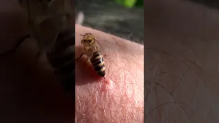 ¿Por qué las abejas M U E R E N después de picar? 🐝