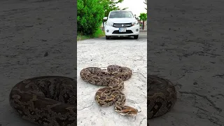 big snake vs car #shorts