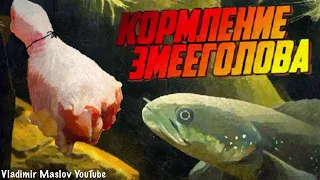 Кормление змееголова! Змееголов есть рыбу, курицу, креветку. Хищная рыба