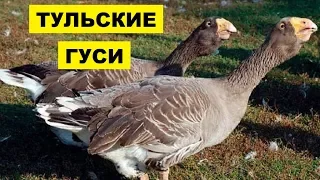 Разведение Тульских гусей как бизнес идея | Тульские гуси