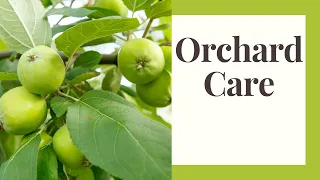 Organic Orchard Spray and Maintenance Schedule