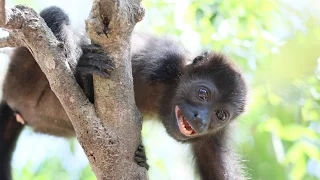 Electrocuted Howler Monkey Loses Her Arm