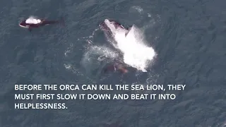 Orca Vs Huge Sea Lion on the Drone!