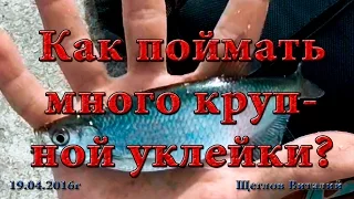 Как поймать много крупной уклейки?