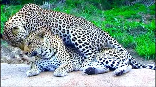 Leopard Mating | Honeymoon Leopard Couple Caught In Action At Serengeti National Park...!