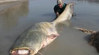 Catfishing: Yuri Grisendi Fight a Monster Over 100 kg - HD by Catfish World