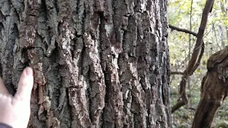 White Oak on the Sac River