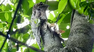 Urutau (Nyctibius griseus)