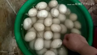 Инкубатор несушка, закладываем яйца индоутки.