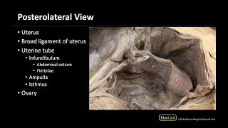 Internal Pelvic Viscera - Dissection Supplement