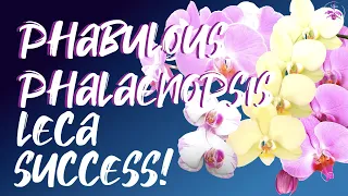 Phalaenopsis | Leca & Self-watering | The Basics | EVERY ENVIRONMENT #CareCollab #ninjaorchids