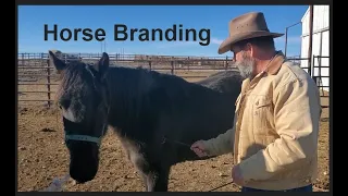 Horse Branding December 2020 | Livestock Brand | Hot Iron