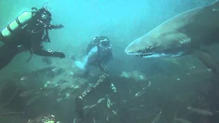 Swimming with the Sand Tiger Sharks at the Hyde in North Carolina with Aquatic Safaris