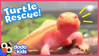 Guy Adopts A Tiny Turtle With A Hole Over Her Heart | Animal Videos For Kids | Dodo Kids