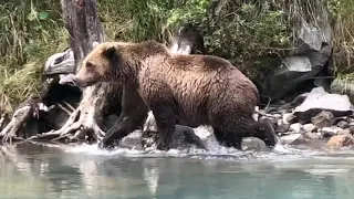 Crescent Lake, ALaska Fishing and Bears