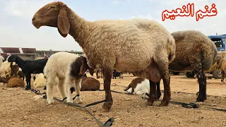 سوق الغنم 🐑 الدانا ٢٧/ ٥ أسعار اللحم 🍖 الأضاحي 🐏 غنم الحليب 🥛 خراف 🐑 ماعز 🐐 علف 🌾 عيد الأضحى 🕋