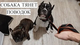 Собака тянет поводок.