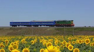 Поезда в подсолнухах | Ukrainian trains in sunflowers