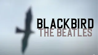 BLACKBIRD - The Beatles (Legendado)