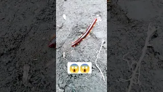 Came out from his hideout | Millipede 🐛😱 #shorts  #worm