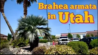 Flawless Brahea armatas in Southern Utah | Mexican Blue Fan Palm